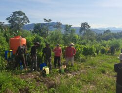 Tekan Serangan VSD, UPTD Balai Proteksi dan Perbenihan Lakukan Penyemprotan di Kebun Induk Batu Panga Da’ala