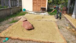 Babinsa Turun Tangan, Bantu Warga Jemur Padi di Tengah Terik Matahari