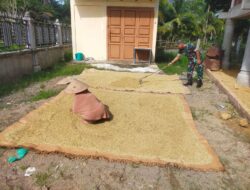 Babinsa Turun Tangan, Bantu Warga Jemur Padi di Tengah Terik Matahari